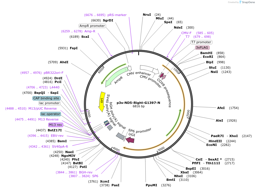 169213-plasmid-map-sequence-id-332989