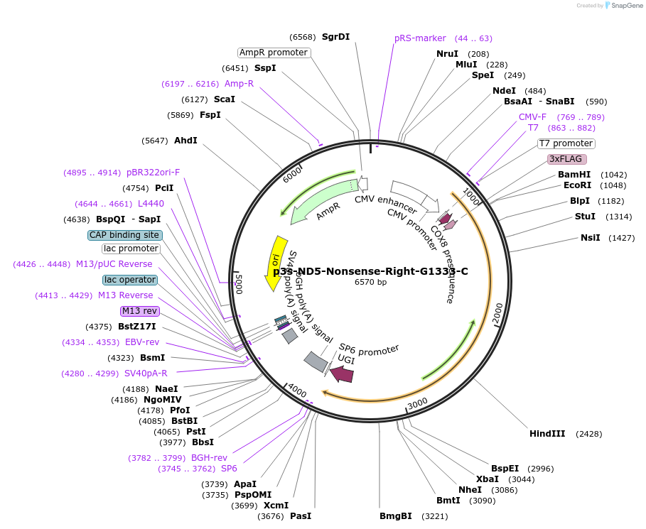 169215-plasmid-map-sequence-id-332990