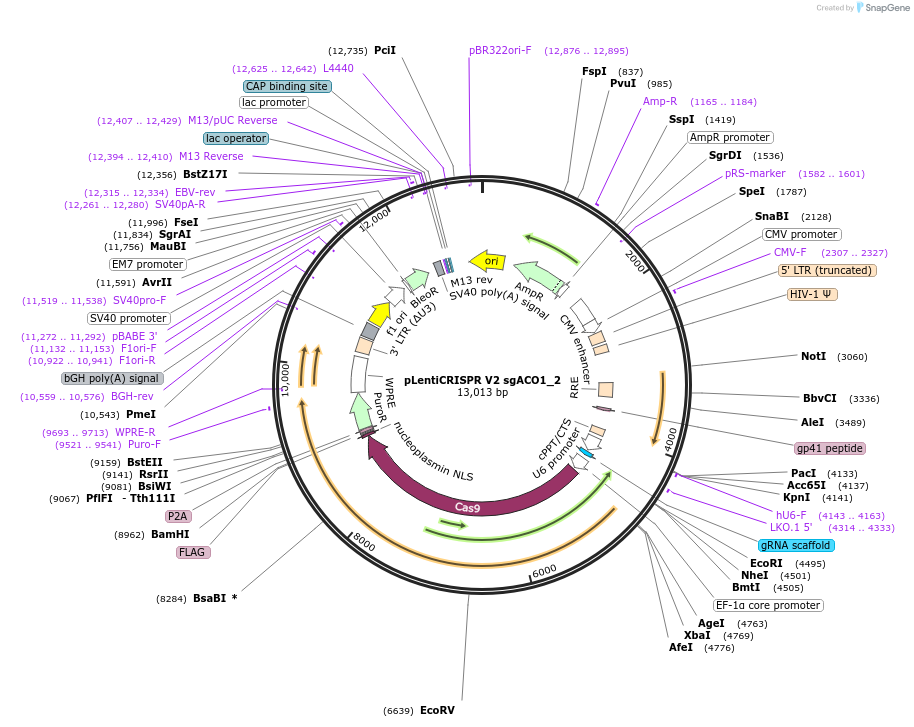 169892-plasmid-map-sequence-id-332994