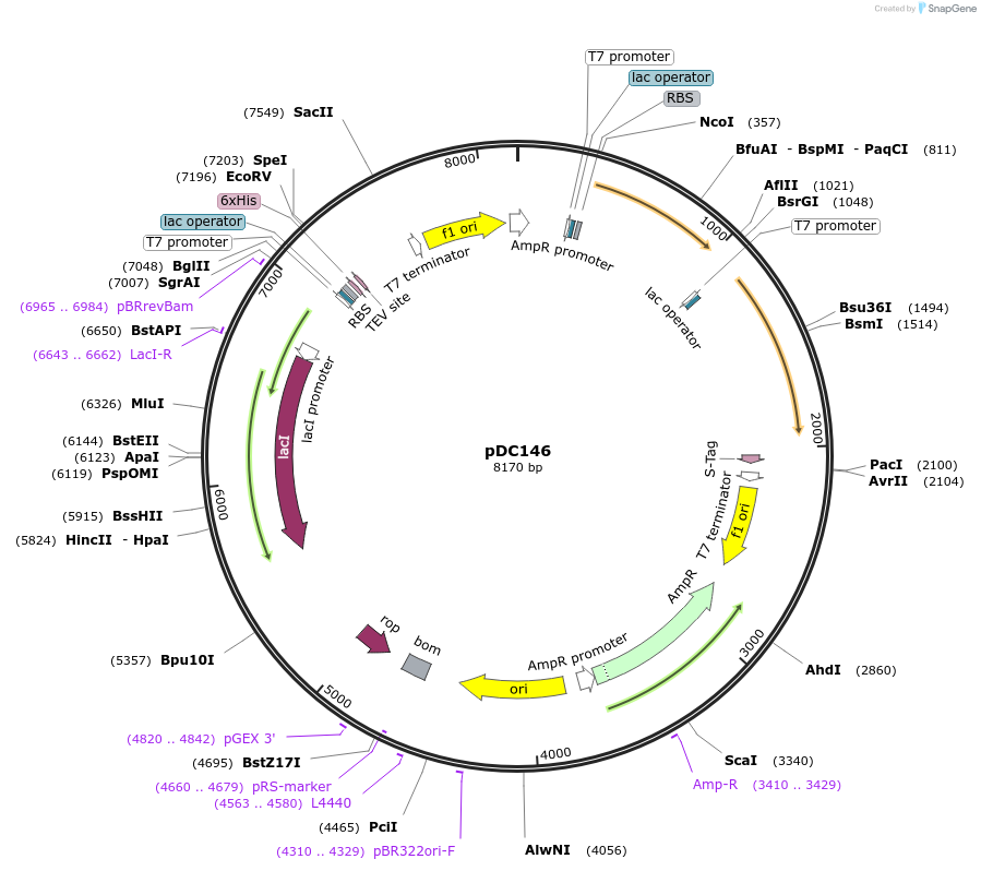 169366-plasmid-map-sequence-id-333023