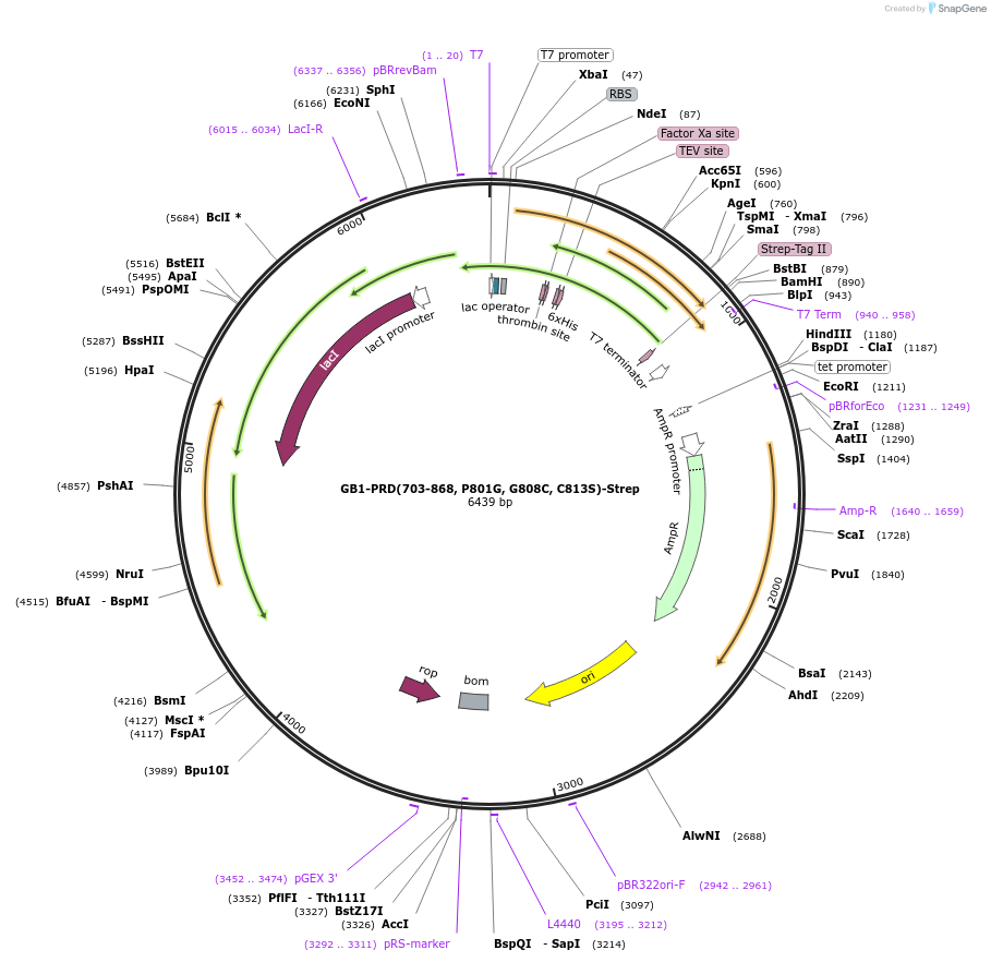 169750-plasmid-map-sequence-id-333026