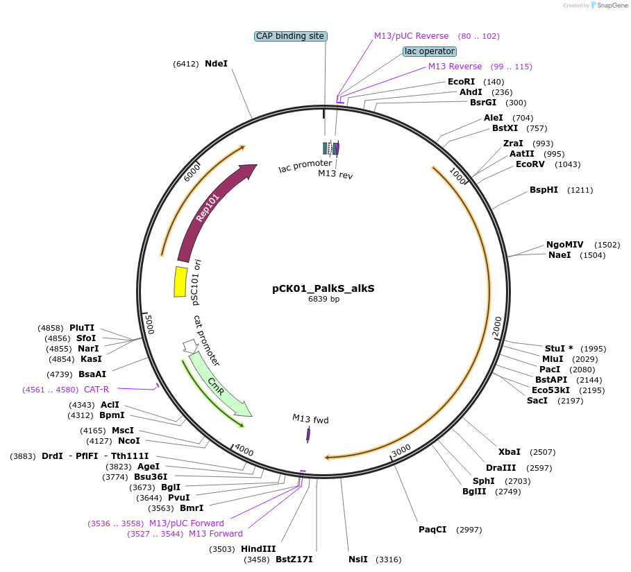 166502-plasmid-map-sequence-id-333027