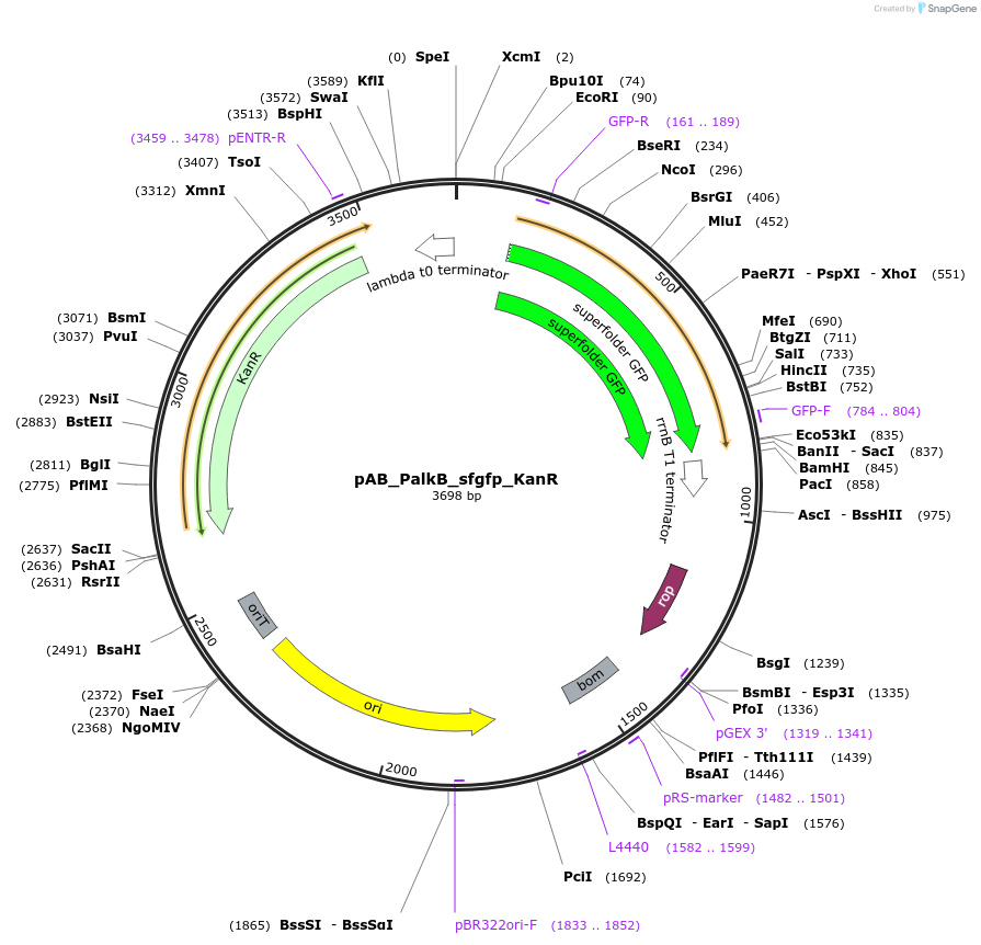 166503-plasmid-map-sequence-id-333029