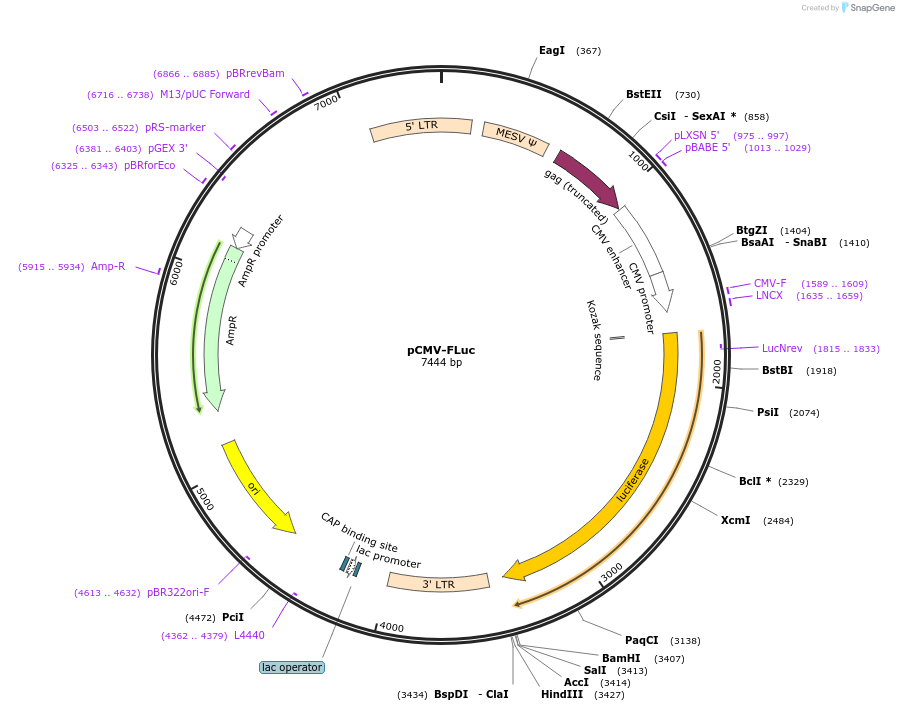 170575-plasmid-map-sequence-id-333034