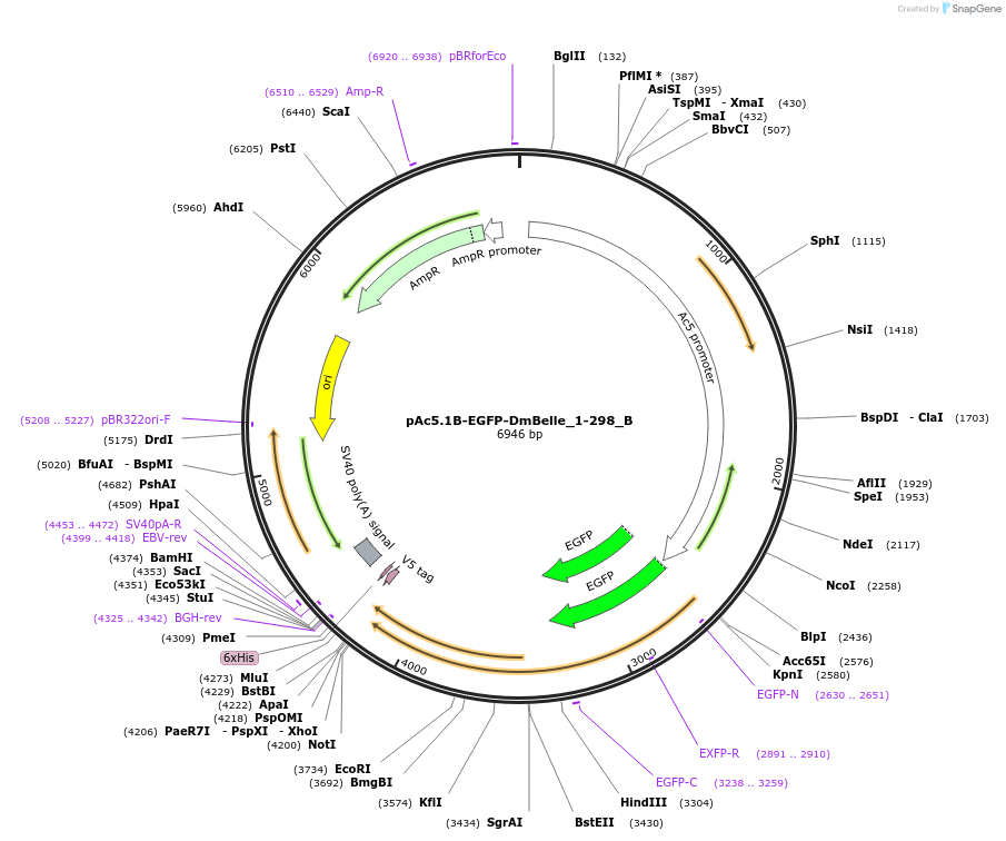 145913-plasmid-map-sequence-id-333036