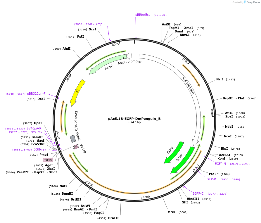 145924-plasmid-map-sequence-id-333039
