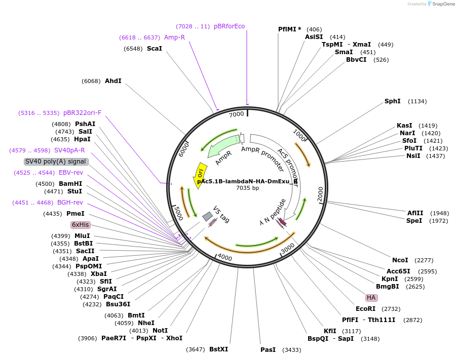 145939-plasmid-map-sequence-id-333044
