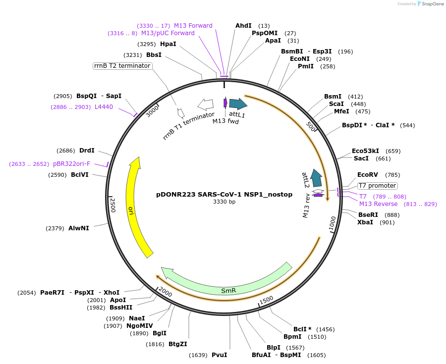 168518-plasmid-map-sequence-id-333050