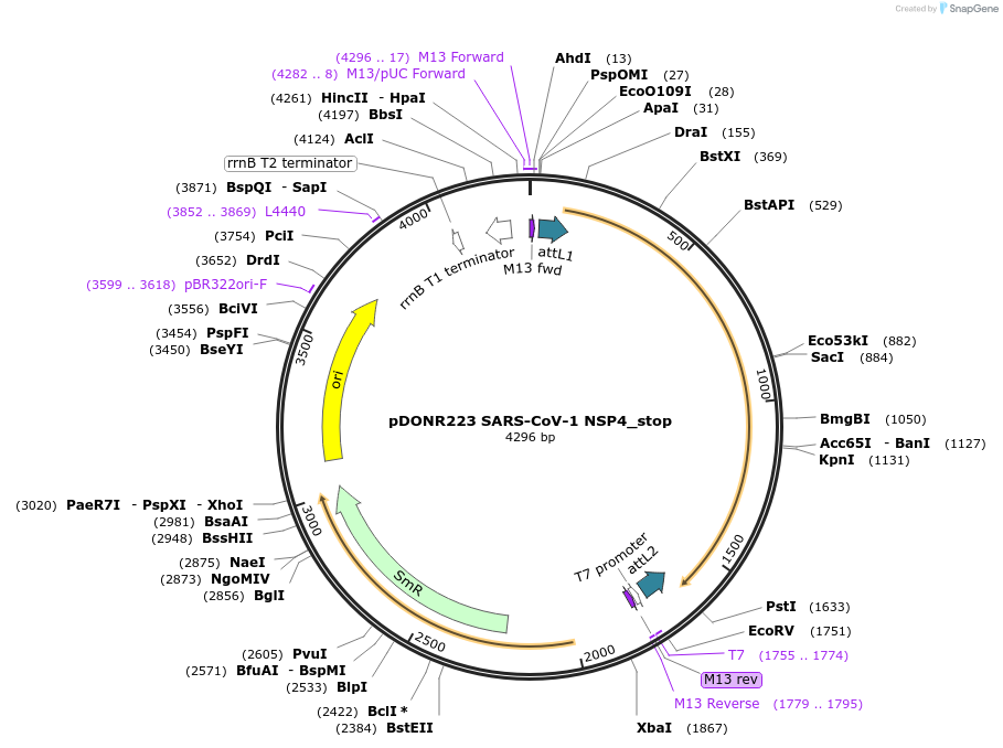 168546-plasmid-map-sequence-id-333052