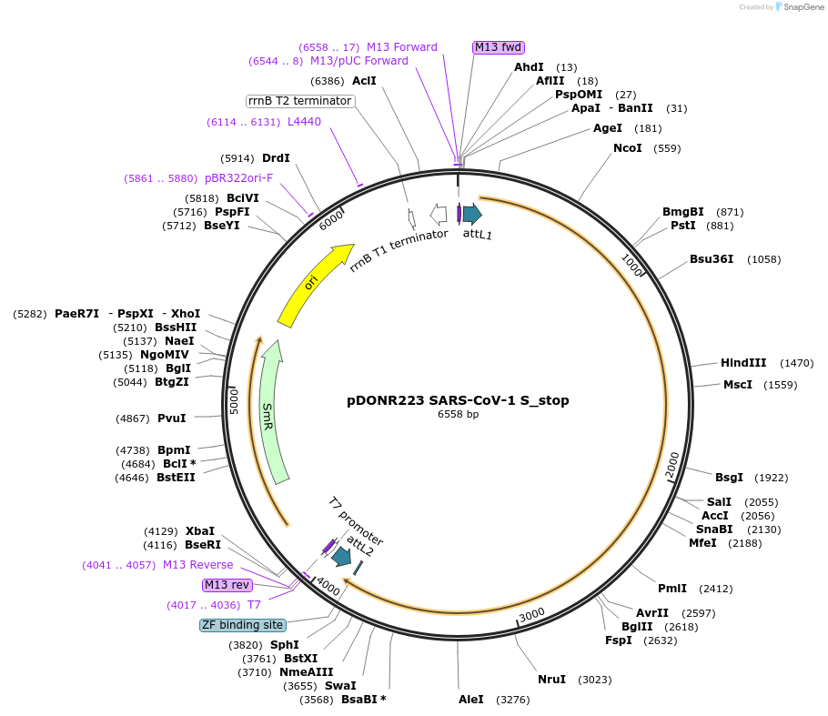 168558-plasmid-map-sequence-id-333053