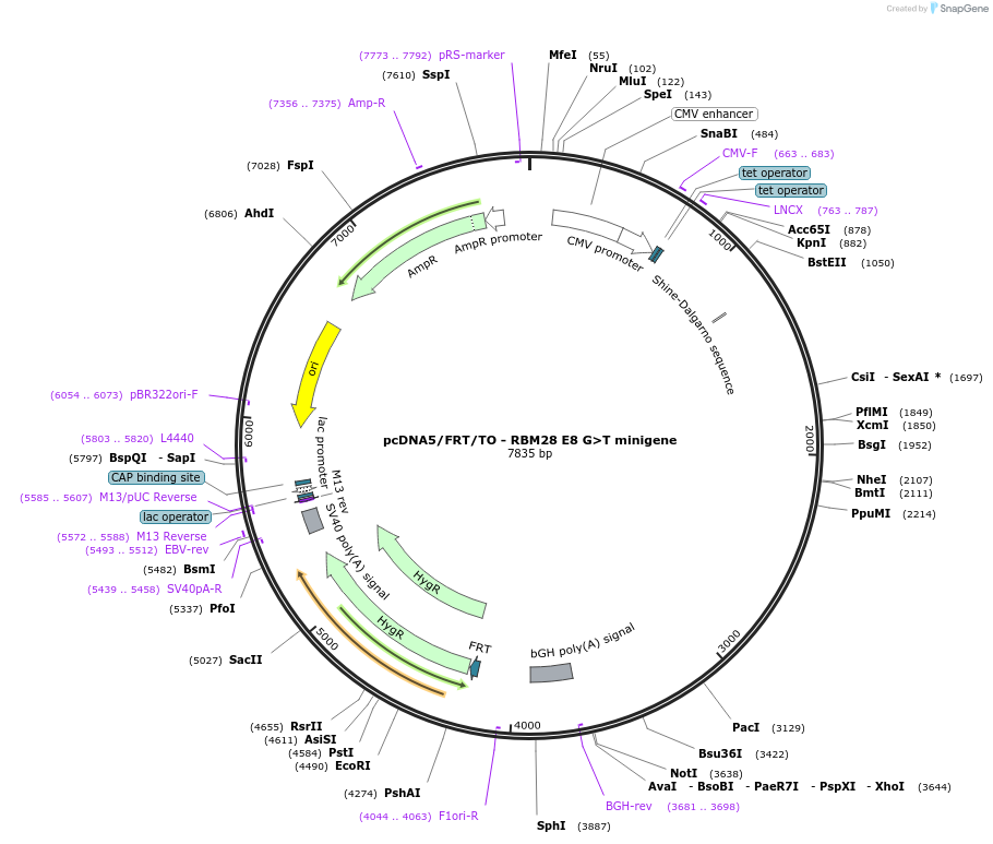 169272-plasmid-map-sequence-id-333100