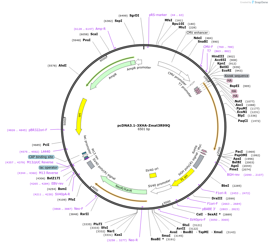 167344-plasmid-map-sequence-id-333102