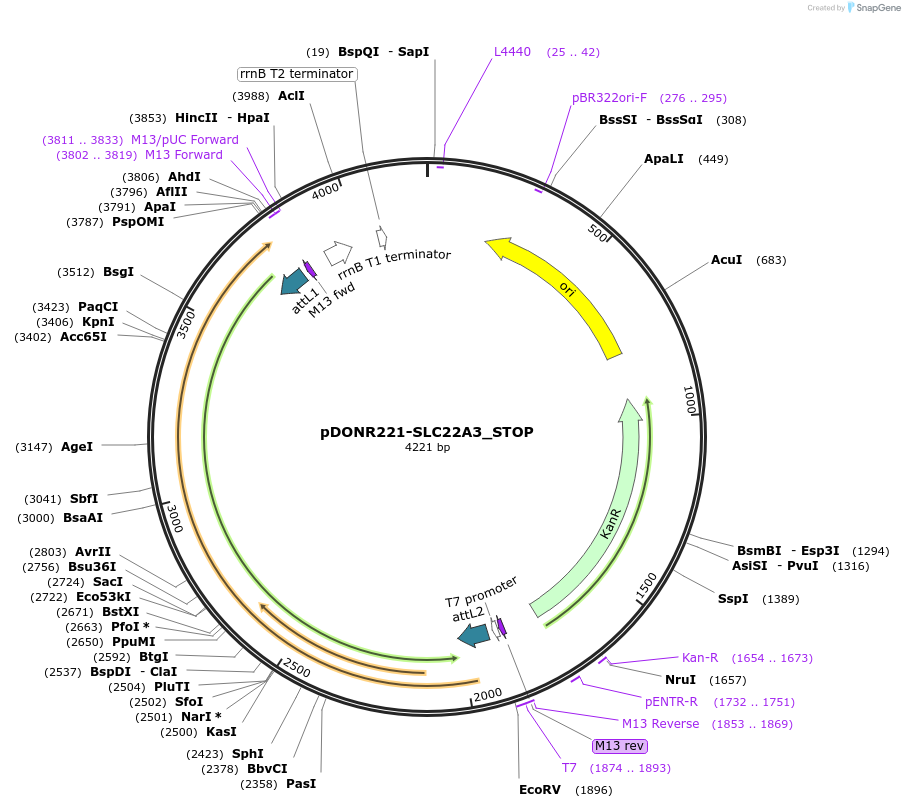 161190-plasmid-map-sequence-id-333104