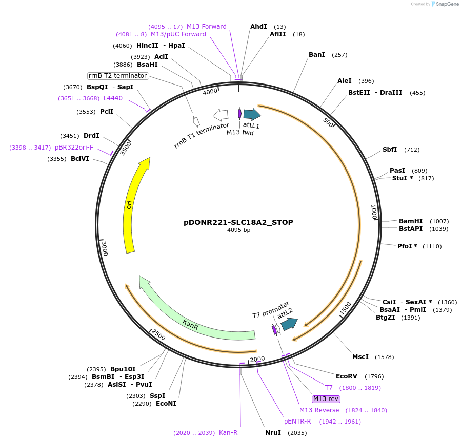 161163-plasmid-map-sequence-id-333108