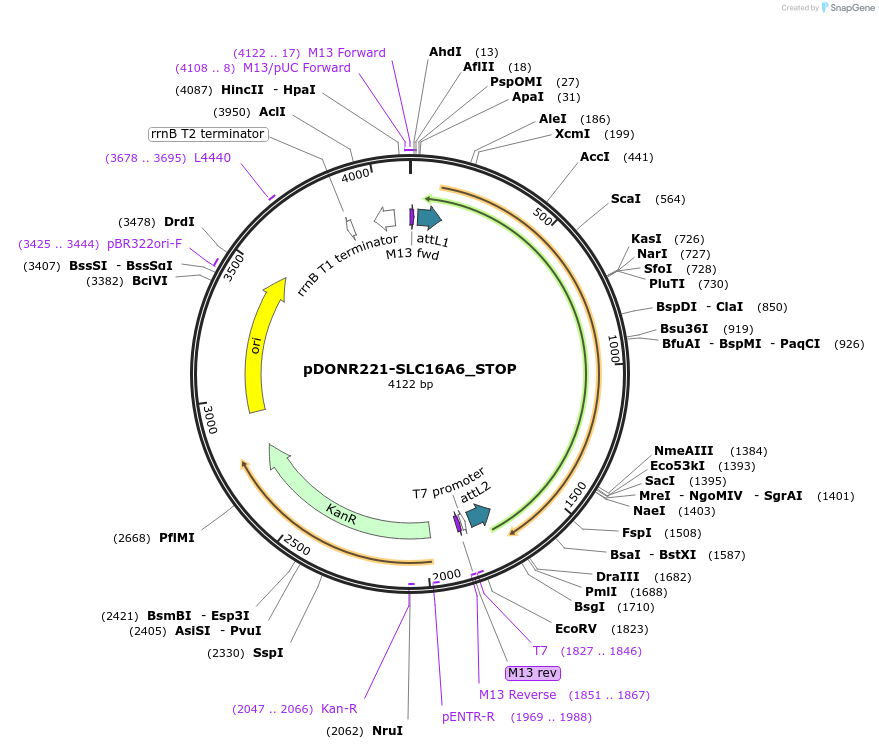 161101-plasmid-map-sequence-id-333110