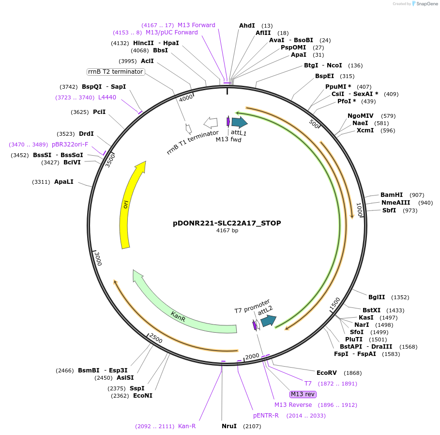 161201-plasmid-map-sequence-id-333111