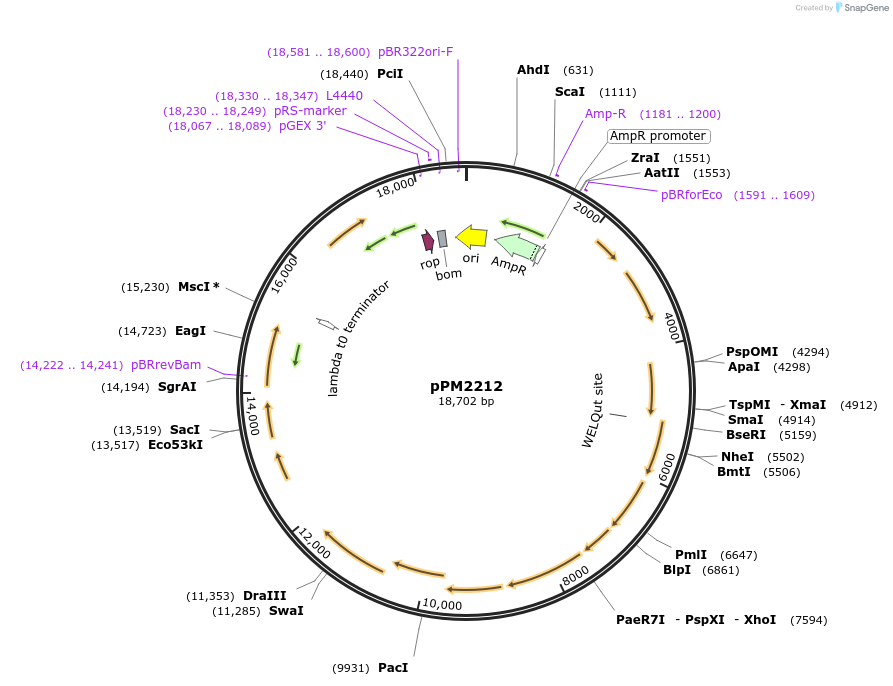 167552-plasmid-map-sequence-id-333115
