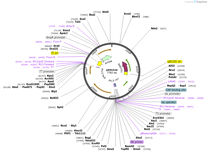 167556-plasmid-map-sequence-id-333117