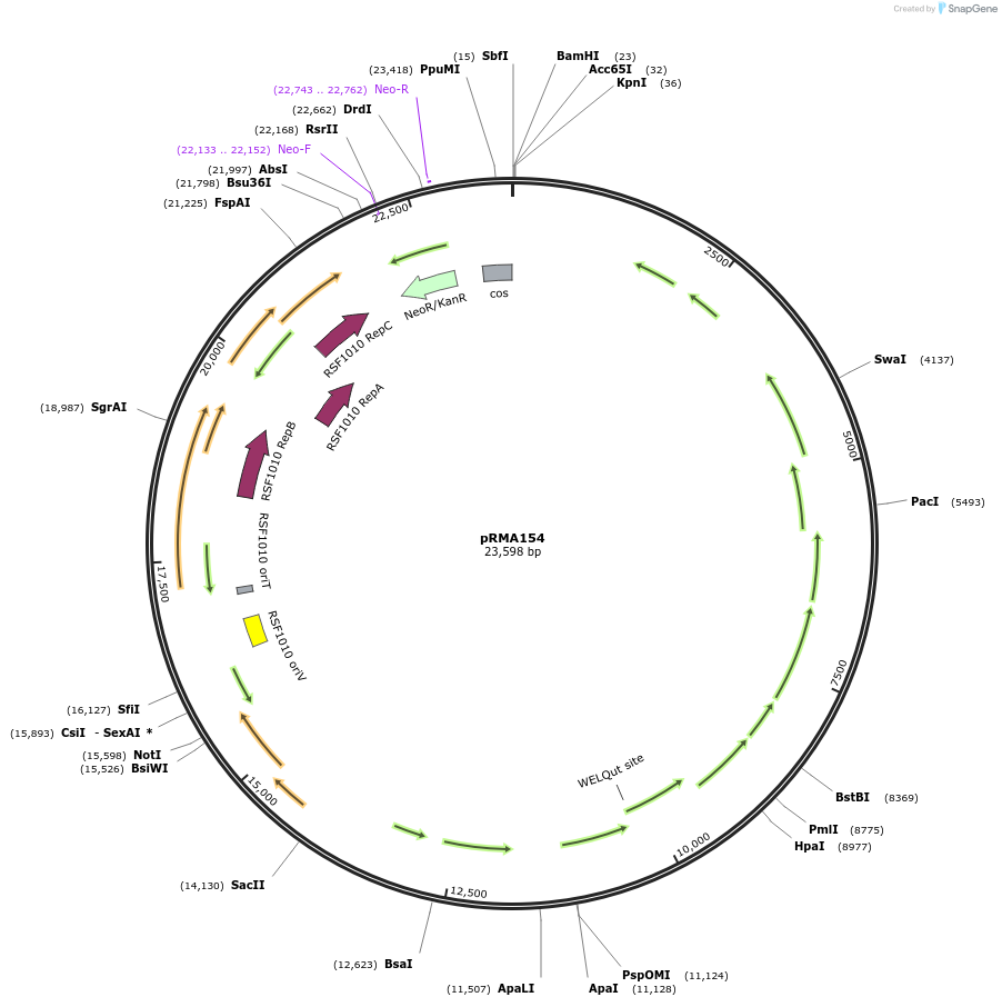 167554-plasmid-map-sequence-id-333118