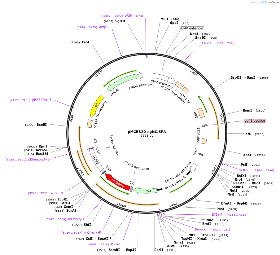 169834-plasmid-map-sequence-id-333132
