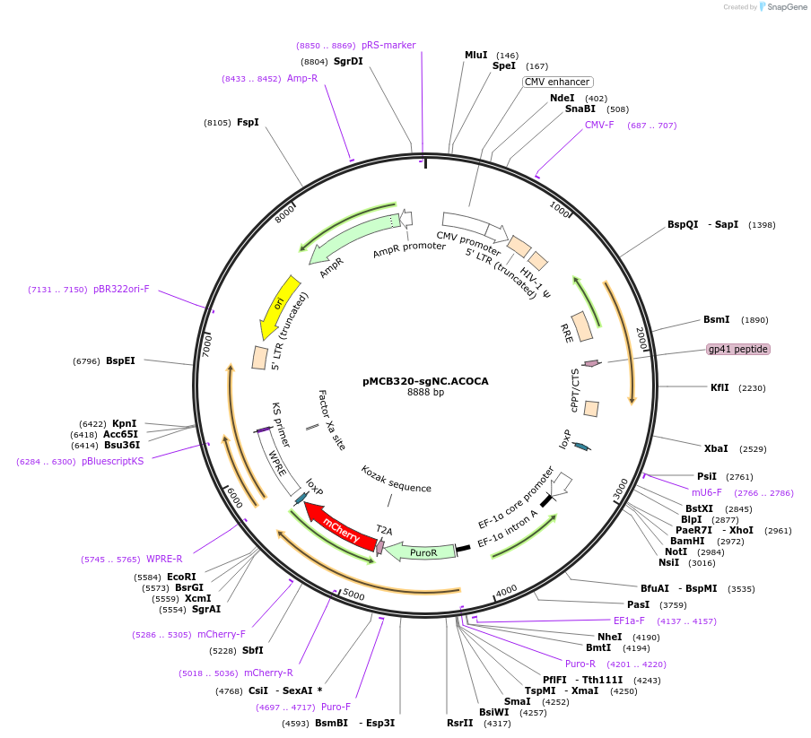 169836-plasmid-map-sequence-id-333133