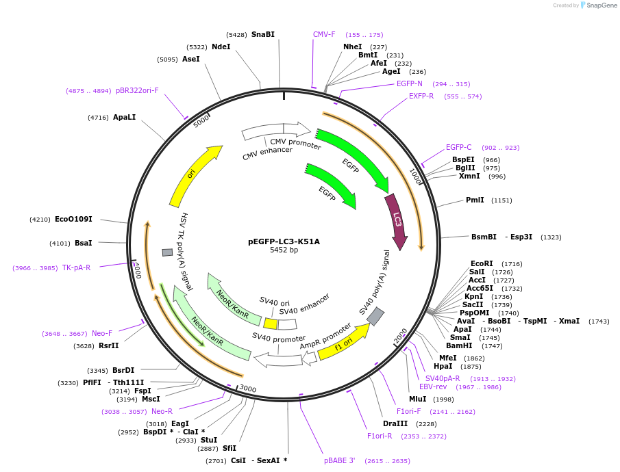 155265-plasmid-map-sequence-id-333141