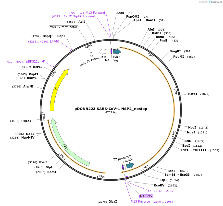 168519-plasmid-map-sequence-id-333149