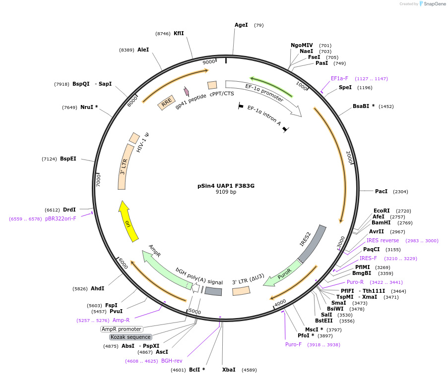 169891-plasmid-map-sequence-id-333152