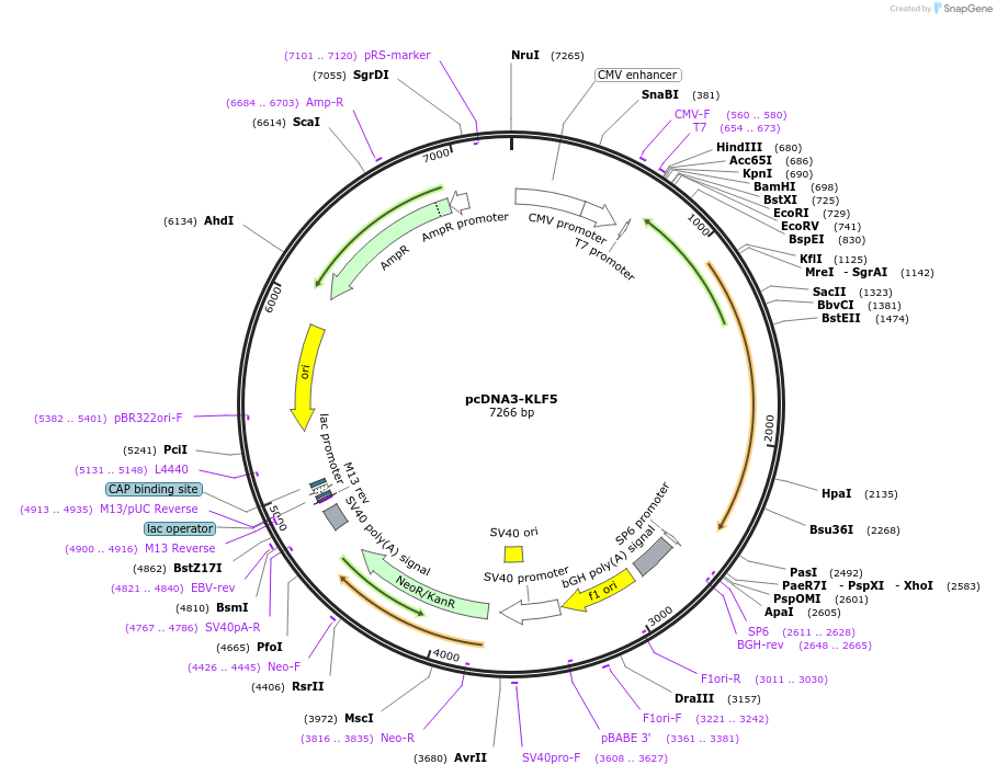 40900-plasmid-map-sequence-id-333153