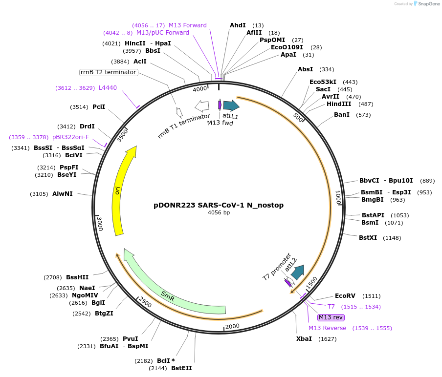 168542-plasmid-map-sequence-id-333159
