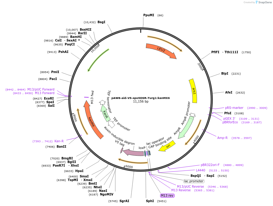169361-plasmid-map-sequence-id-333201