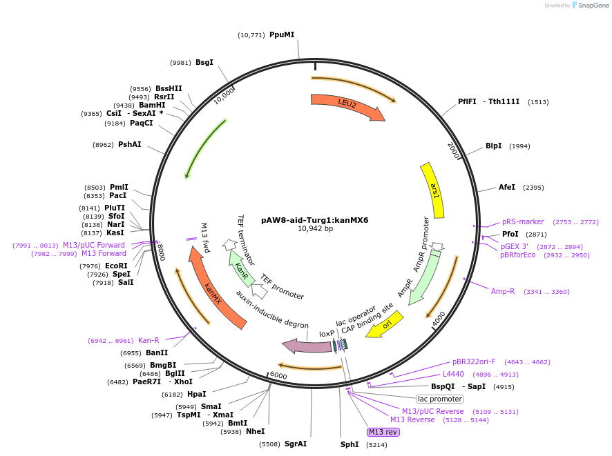 169354-plasmid-map-sequence-id-333202