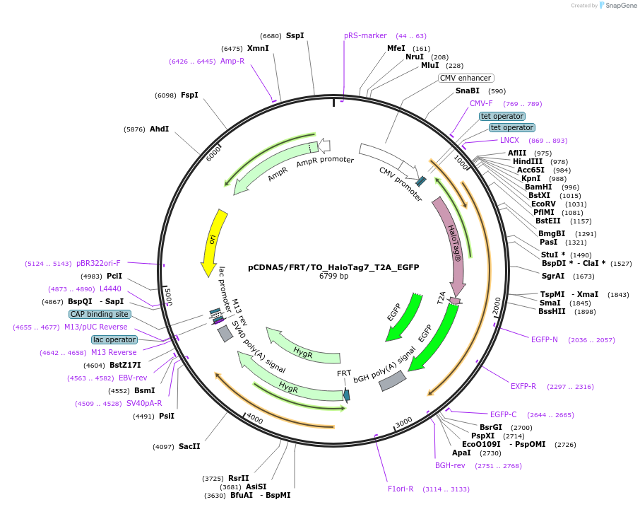 169325-plasmid-map-sequence-id-333233