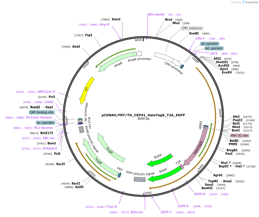 169328-plasmid-map-sequence-id-333236