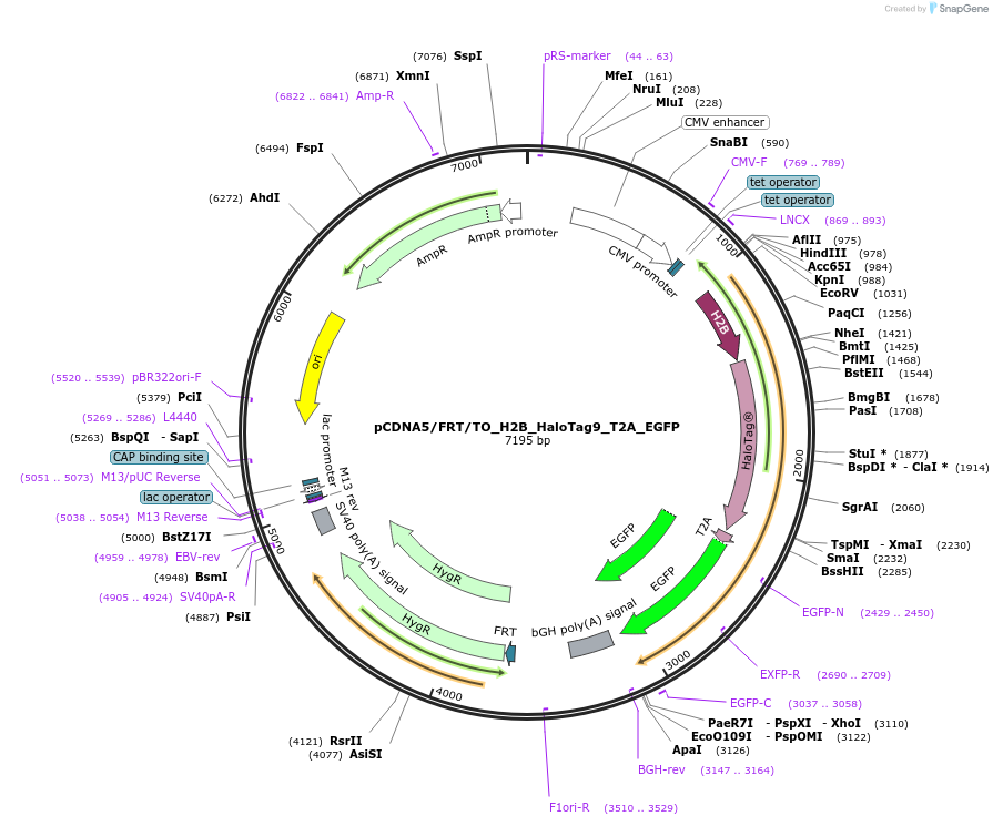 169332-plasmid-map-sequence-id-333240