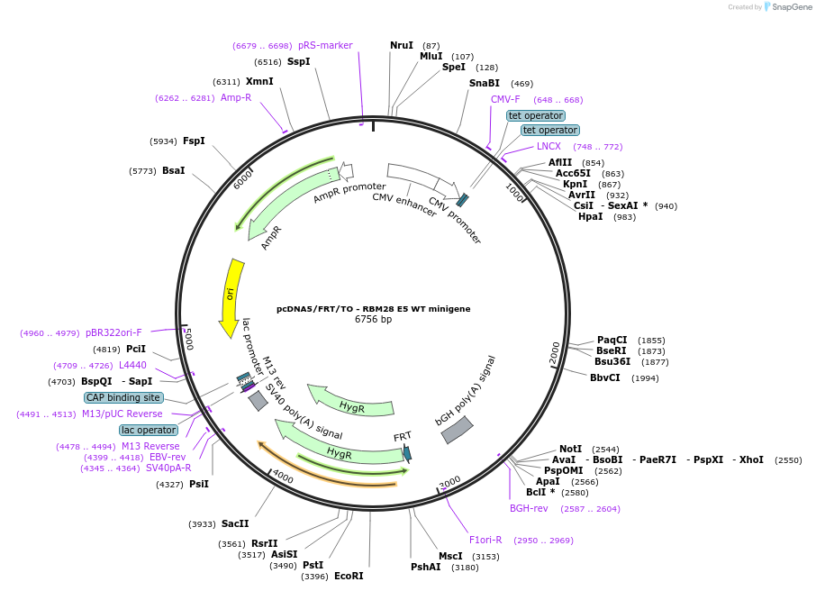 169269-plasmid-map-sequence-id-333247