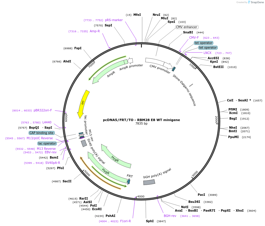 169271-plasmid-map-sequence-id-333248
