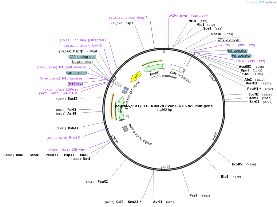169273-plasmid-map-sequence-id-333249