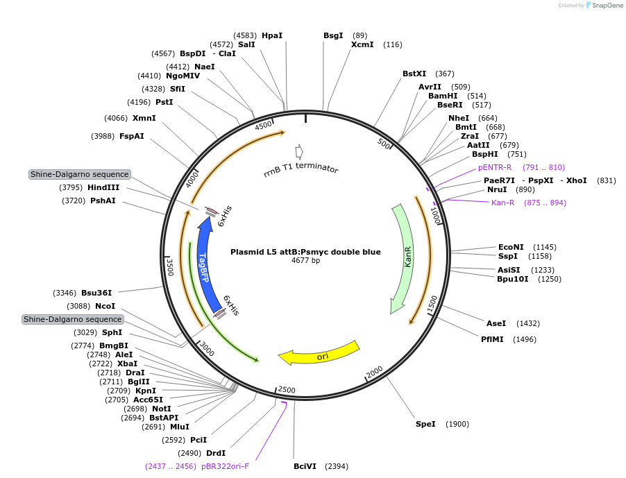 170050-plasmid-map-sequence-id-333250