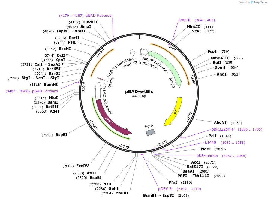 168255-plasmid-map-sequence-id-333251