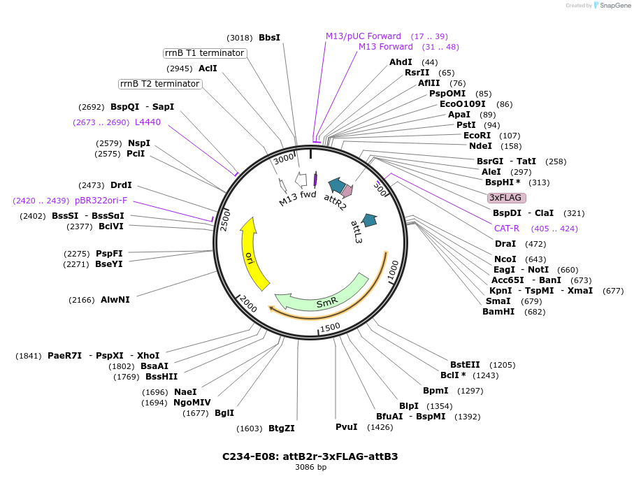 162912-plasmid-map-sequence-id-333255
