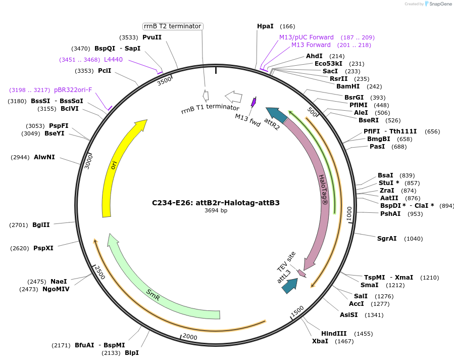 162915-plasmid-map-sequence-id-333257