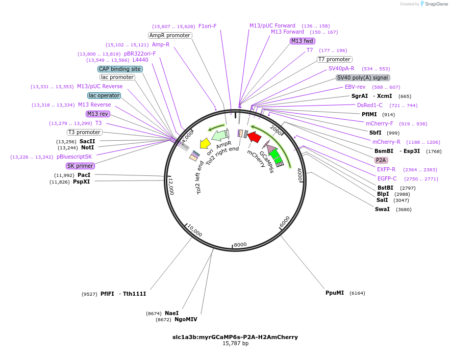 170209-plasmid-map-sequence-id-333268