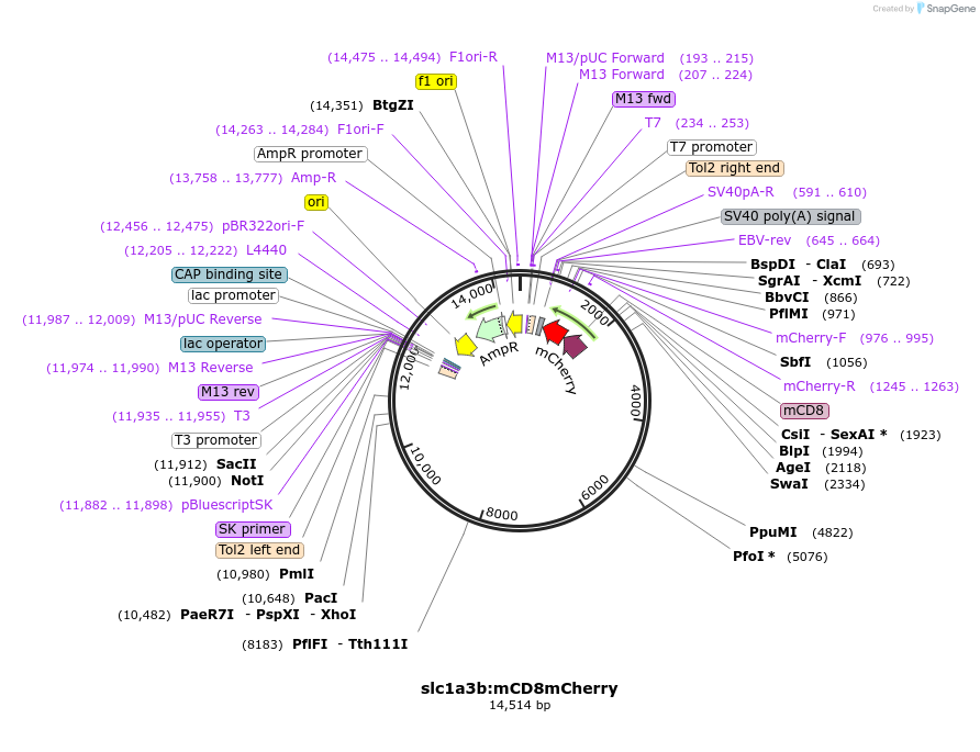 170207-plasmid-map-sequence-id-333269