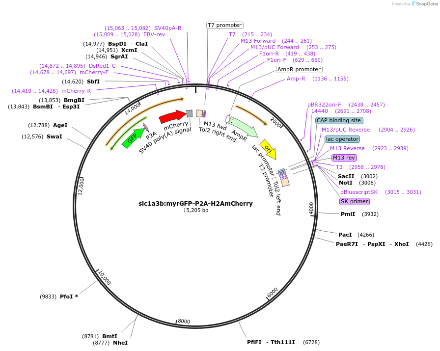 170208-plasmid-map-sequence-id-333271