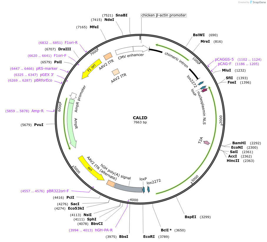 169708-plasmid-map-sequence-id-333329