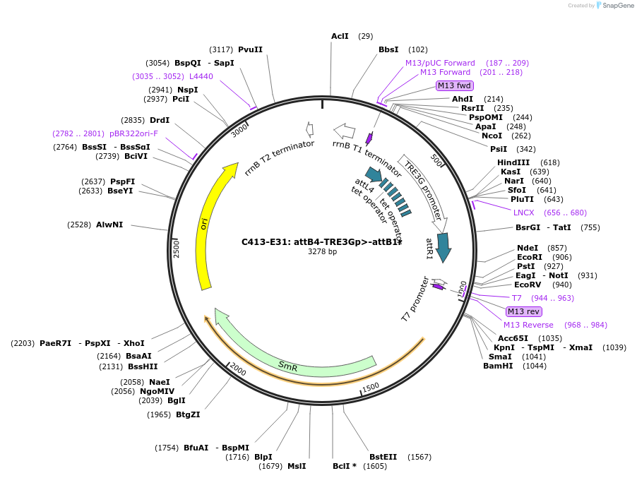 162924-plasmid-map-sequence-id-333333