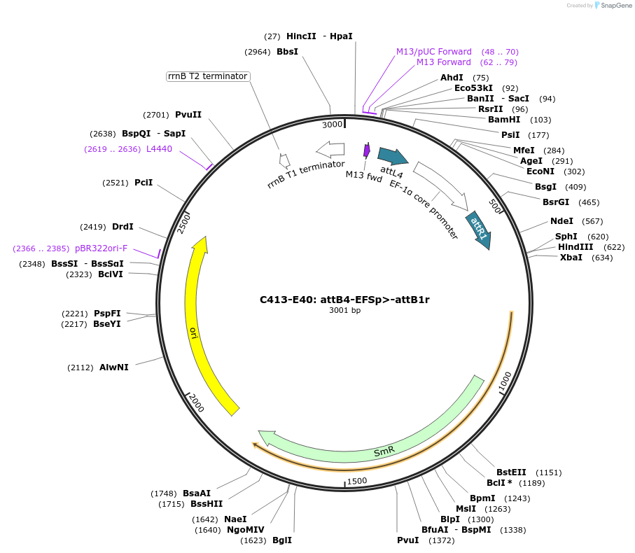 162928-plasmid-map-sequence-id-333337