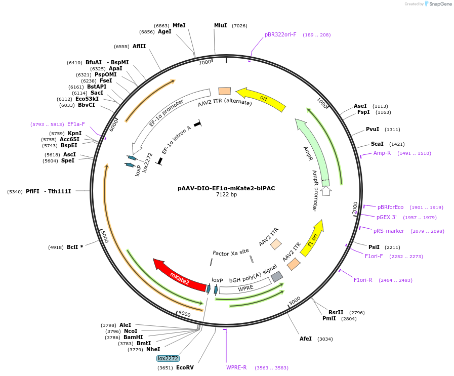 169127-plasmid-map-sequence-id-333368