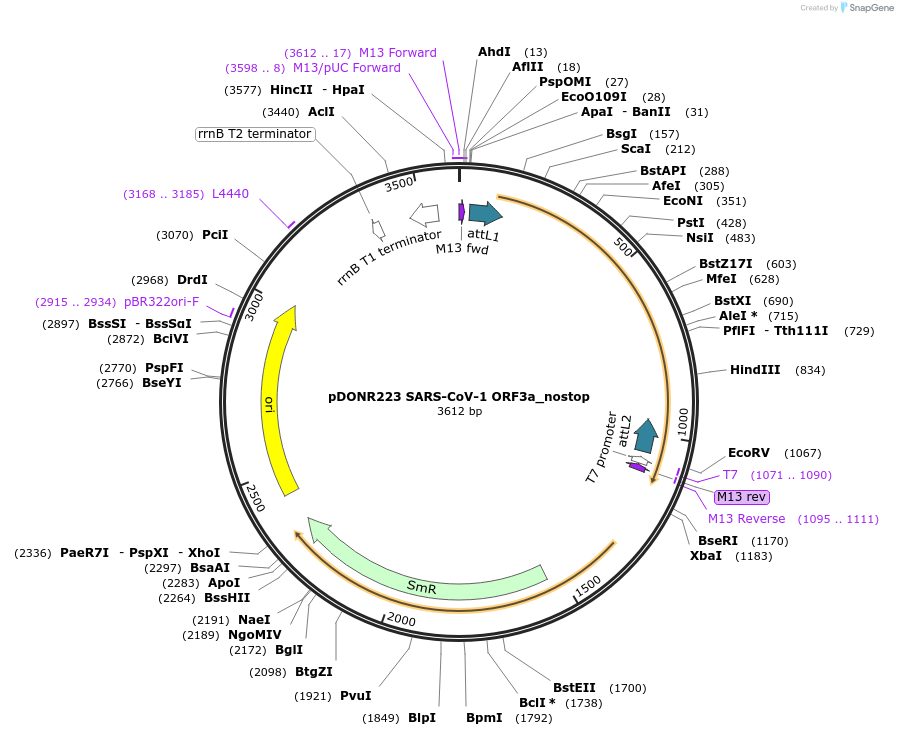 168533-plasmid-map-sequence-id-333370